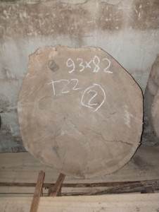 спил тополя2